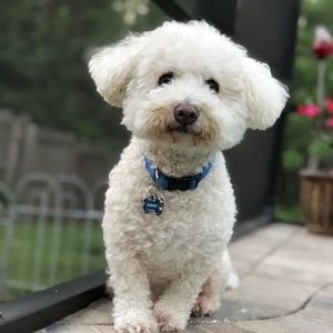 Meet your Posher, Tara